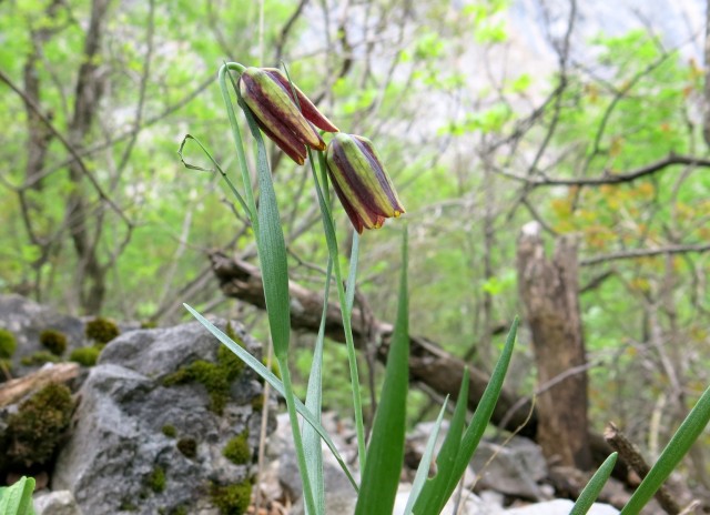 ANIČA KUK   23.04.2019 - foto