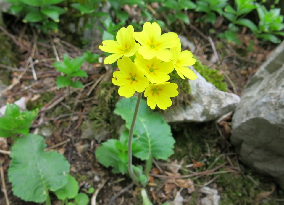 ANIČA KUK   23.04.2019 - foto povečava