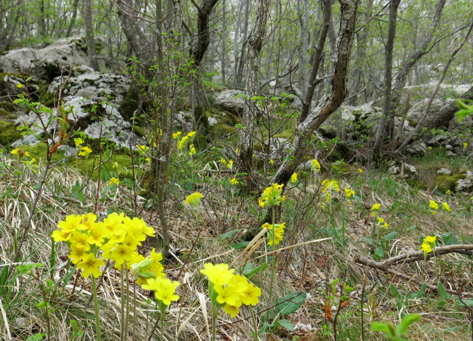 BOJiN KUK  24.04.2019 - foto povečava