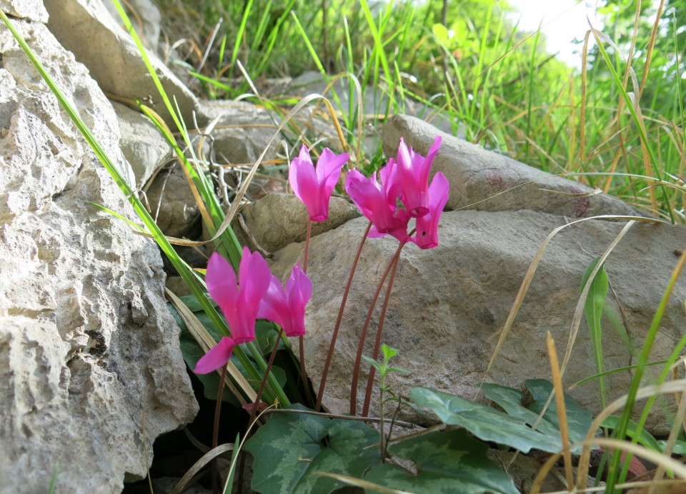 Mala paklenica  25.04.2019 - foto povečava