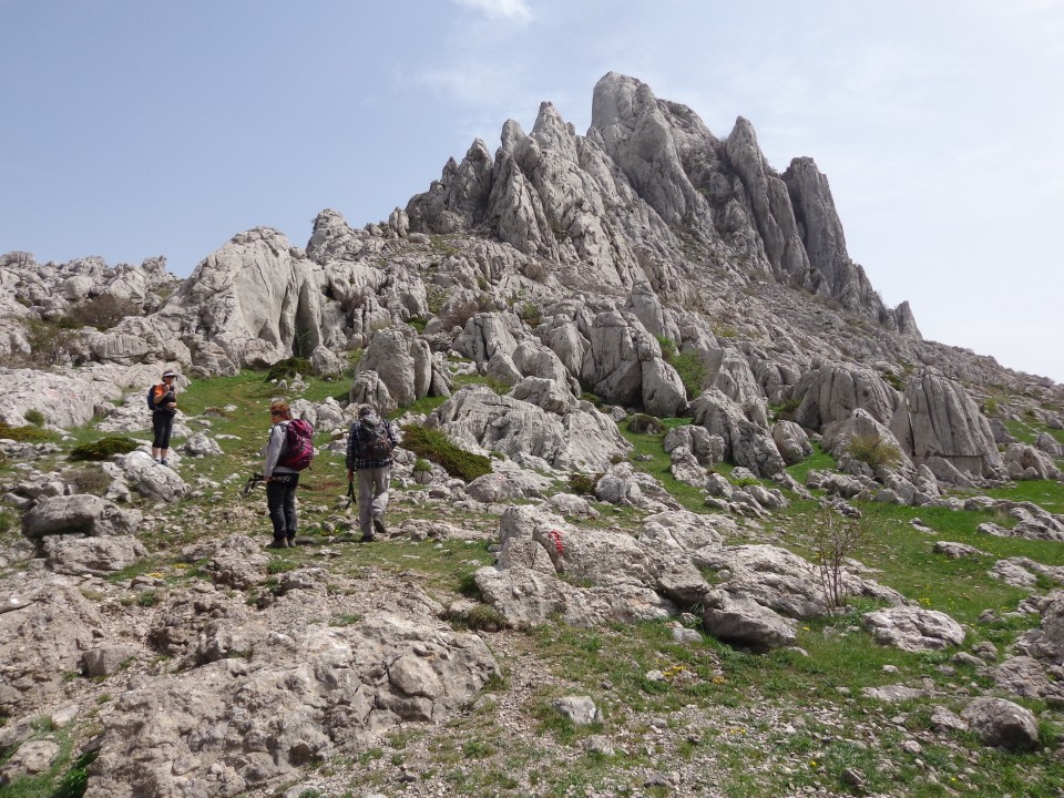 Tulove grede  26.04.2019 - foto povečava