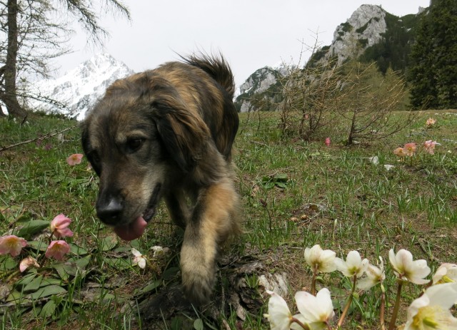 Zelenica    31.05..2019 - foto