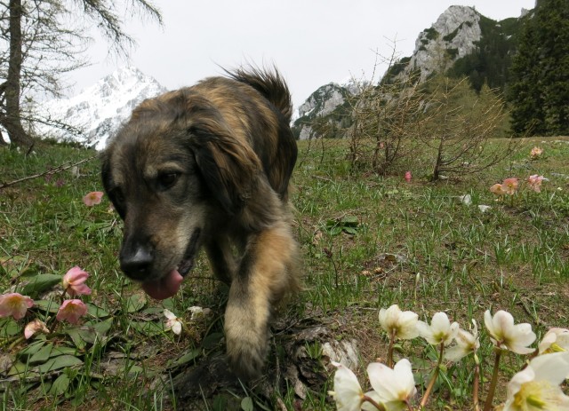 Zelenica    31.05..2019 - foto