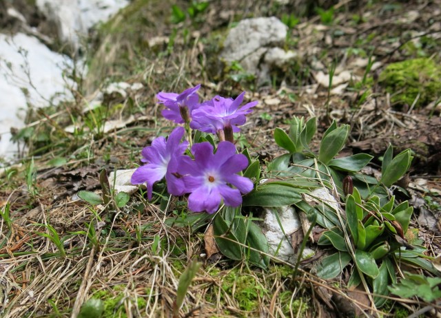 Zelenica    31.05..2019 - foto