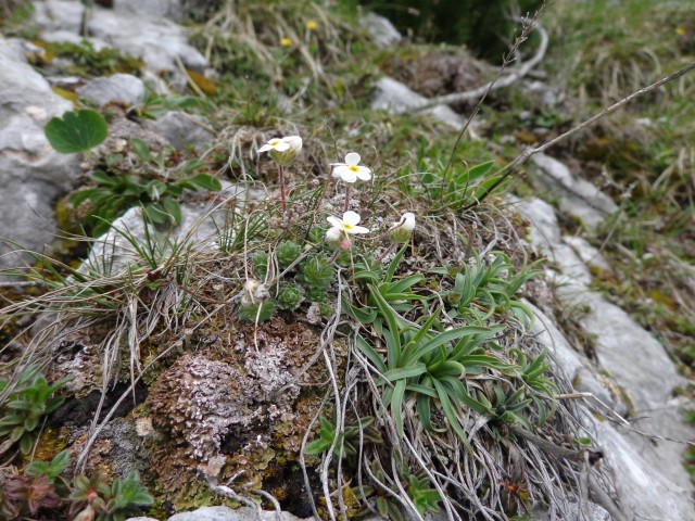 Zelenica    31.05..2019 - foto