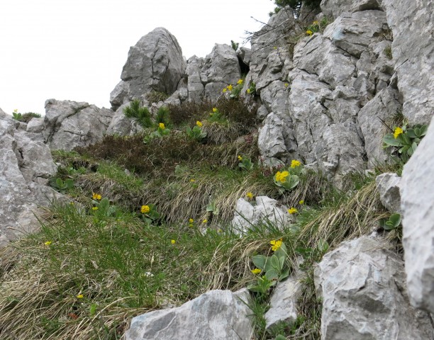 Zelenica    31.05..2019 - foto