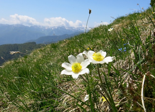 Kačji rob   09.06.2019 - foto