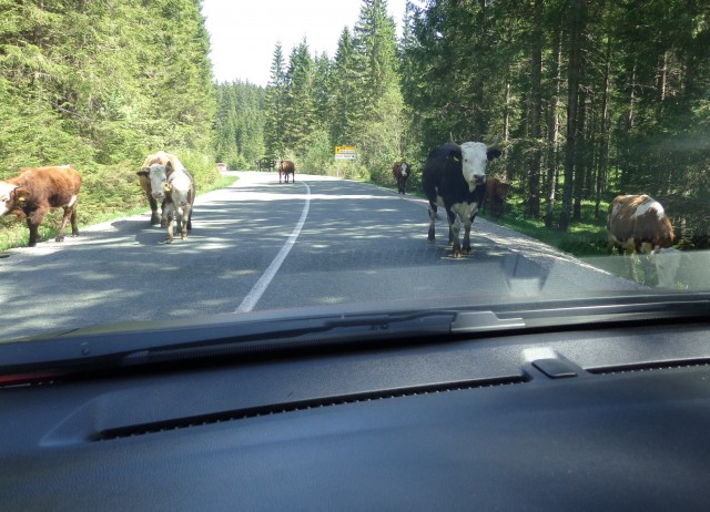 Kačji rob   09.06.2019 - foto