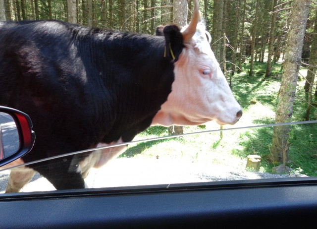 Kačji rob   09.06.2019 - foto