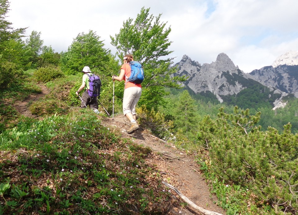 Ljubeljščica   12.06.2019 - foto povečava