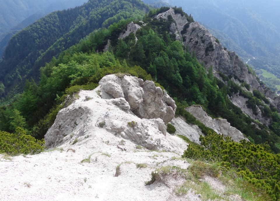 Ljubeljščica   12.06.2019 - foto povečava