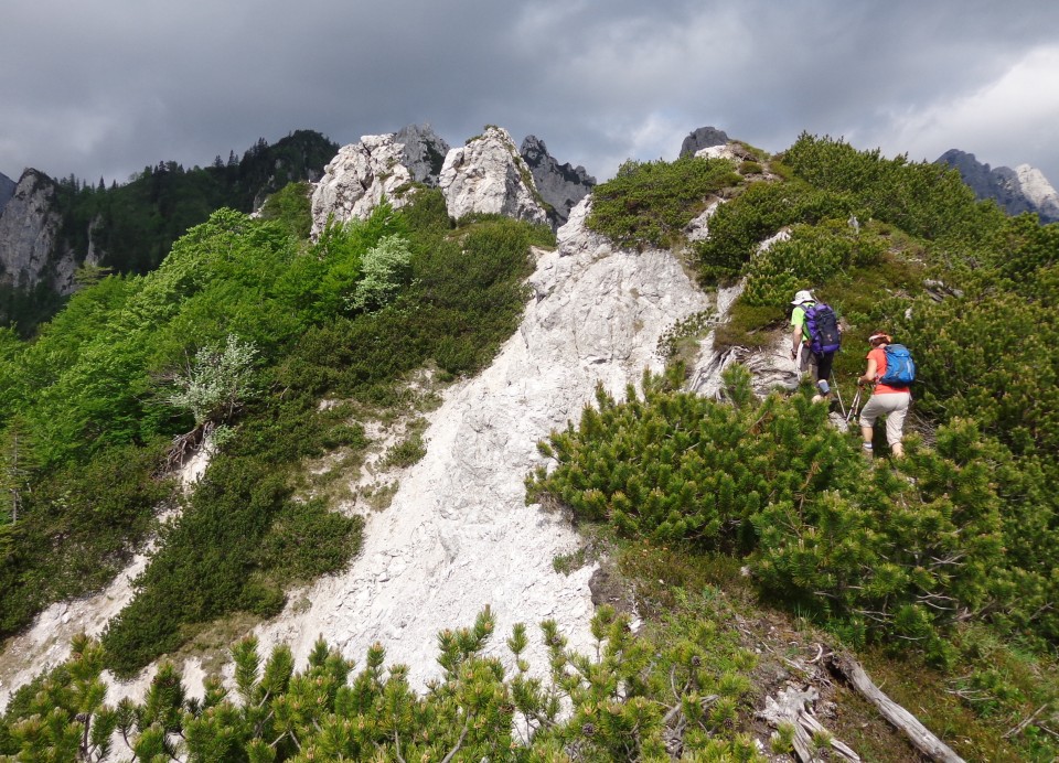 Ljubeljščica   12.06.2019 - foto povečava