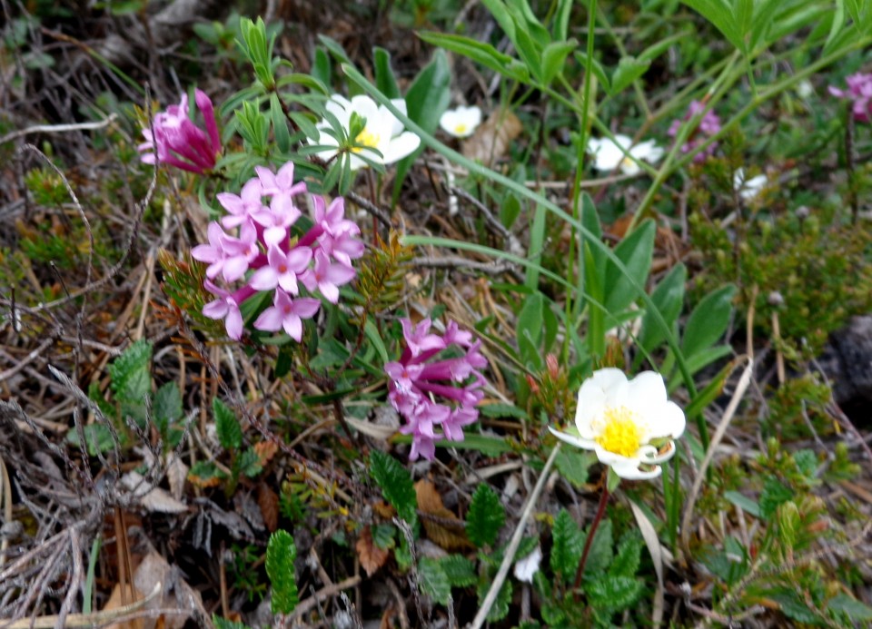 Ljubeljščica   12.06.2019 - foto povečava