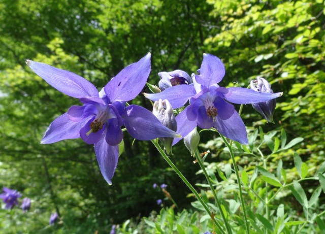 Ljubeljščica   12.06.2019 - foto