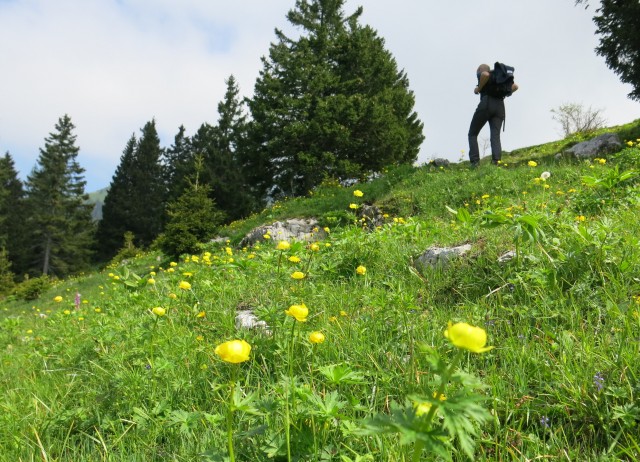 Planina košutna   05.06.2019 - foto