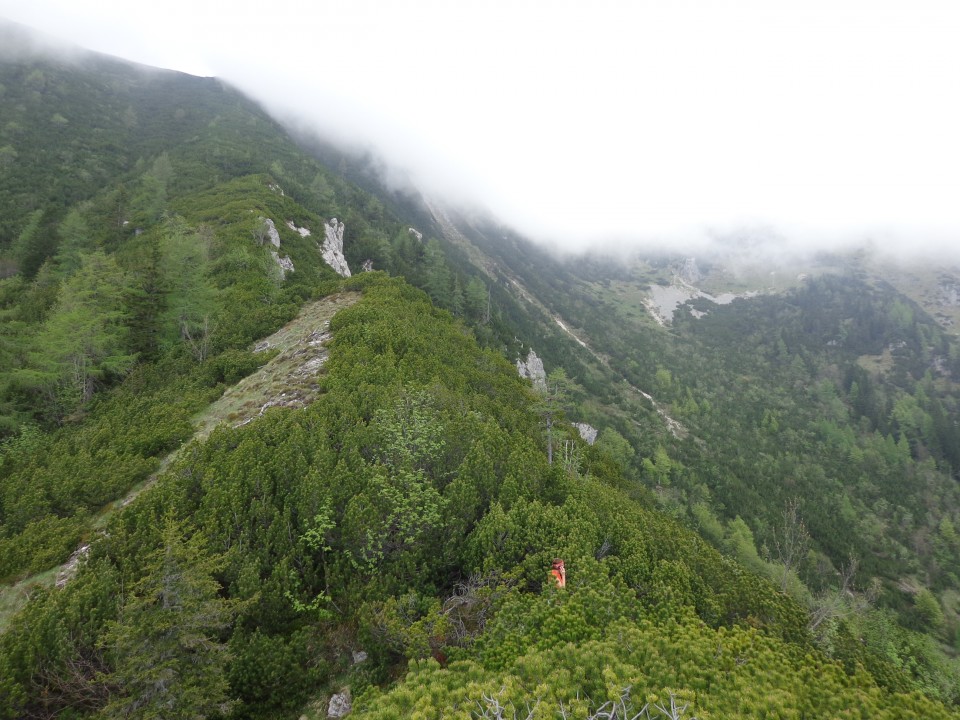 Planina košutna   05.06.2019 - foto povečava