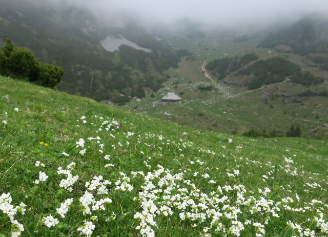 Planina košutna   05.06.2019 - foto