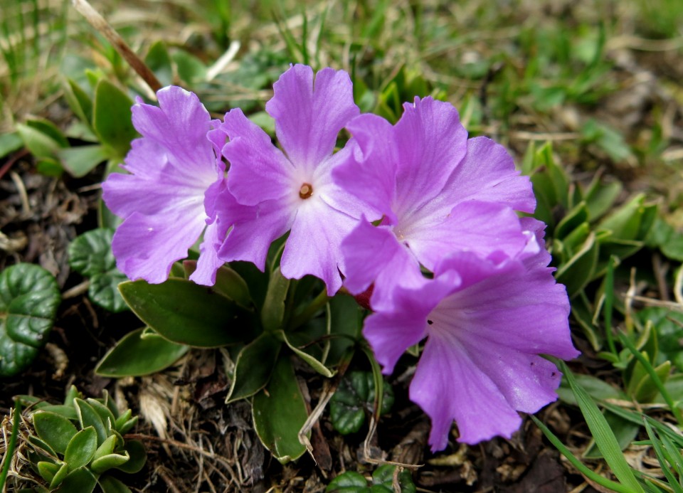 Planina košutna   05.06.2019 - foto povečava