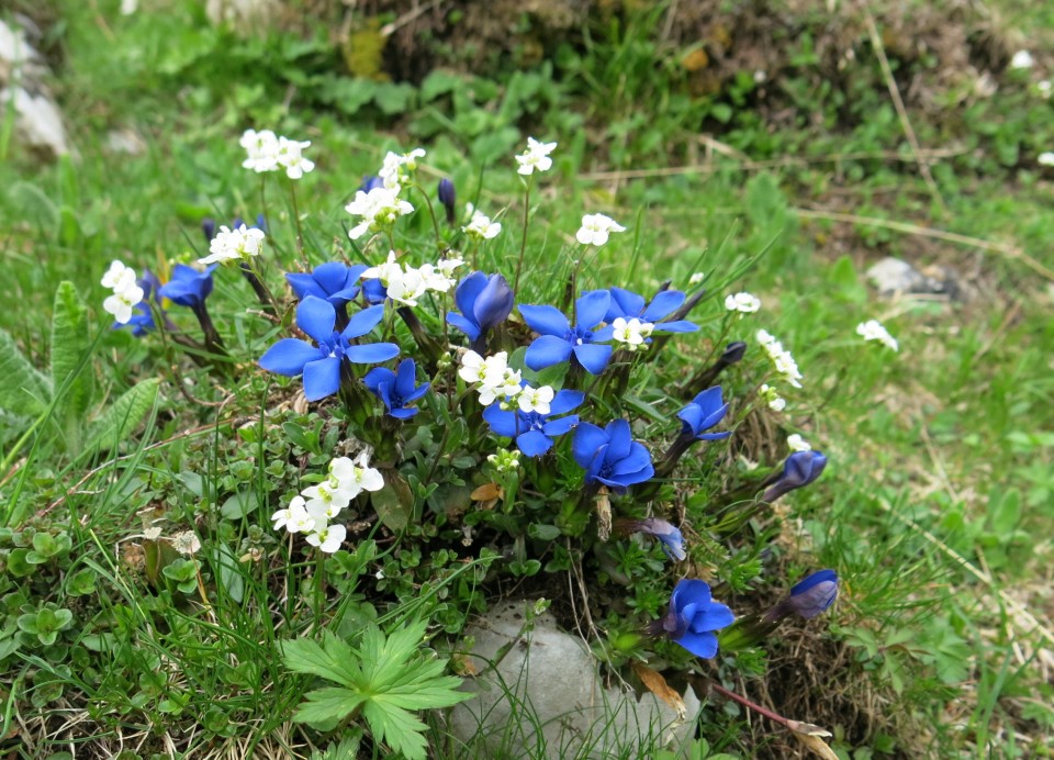 Planina košutna   05.06.2019 - foto povečava