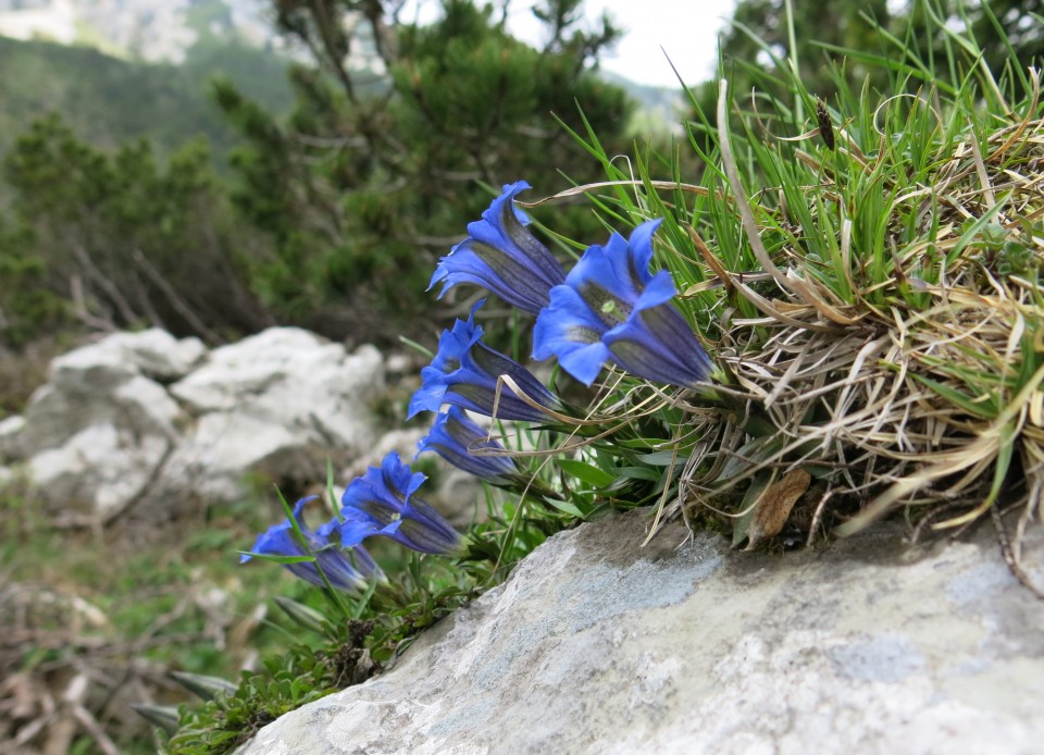 Planina košutna   05.06.2019 - foto povečava