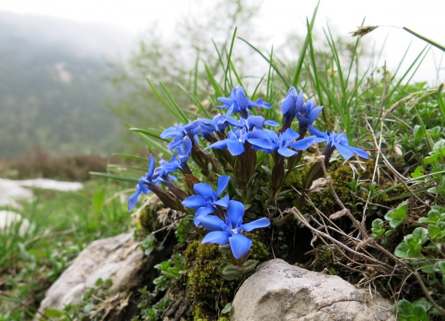 Planina košutna   05.06.2019 - foto