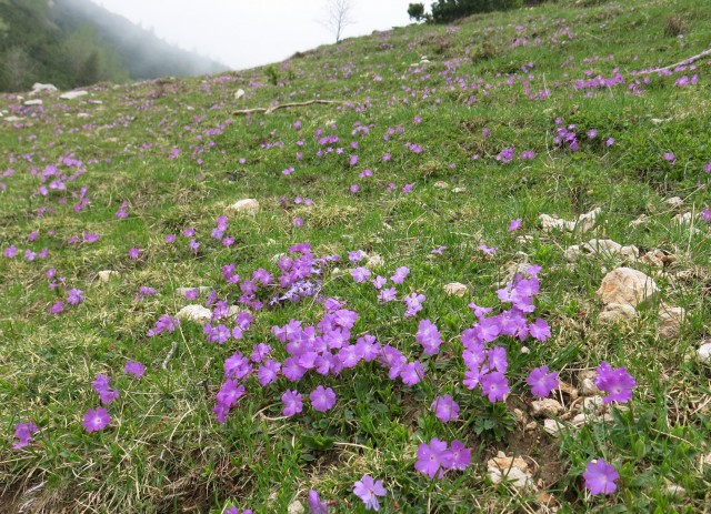 Planina košutna   05.06.2019 - foto