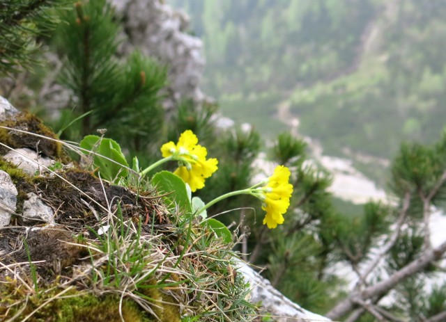 Planina košutna   05.06.2019 - foto