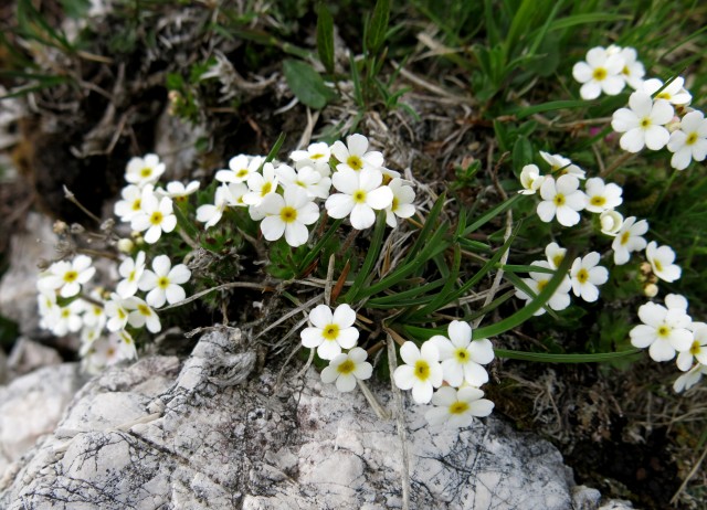 Planina košutna   05.06.2019 - foto