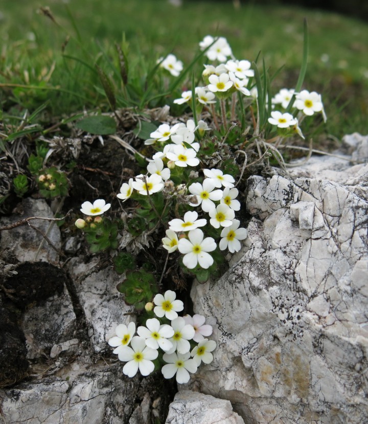 Planina košutna   05.06.2019 - foto povečava