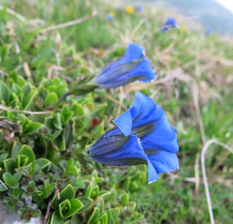 Planina košutna   05.06.2019 - foto povečava