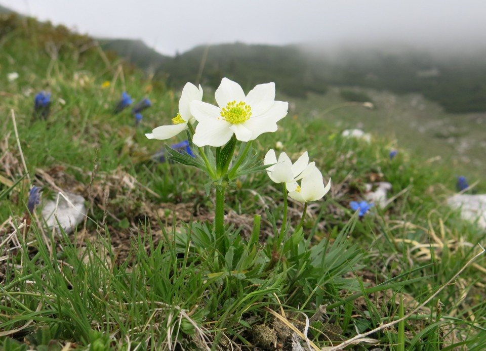 Planina košutna   05.06.2019 - foto povečava