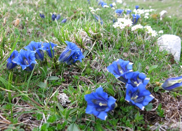 Planina košutna   05.06.2019 - foto