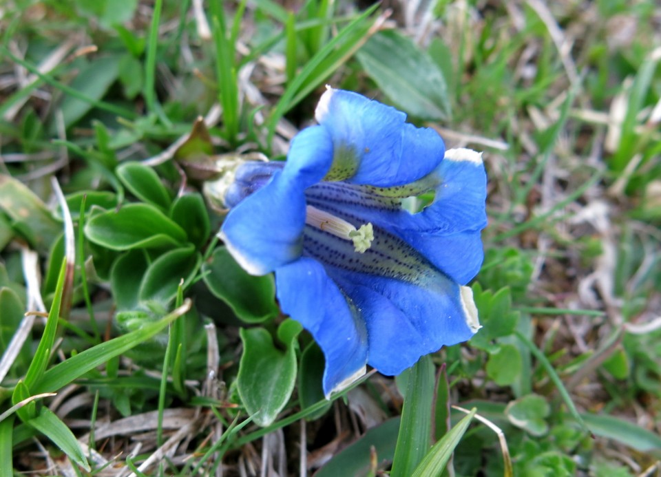 Planina košutna   05.06.2019 - foto povečava