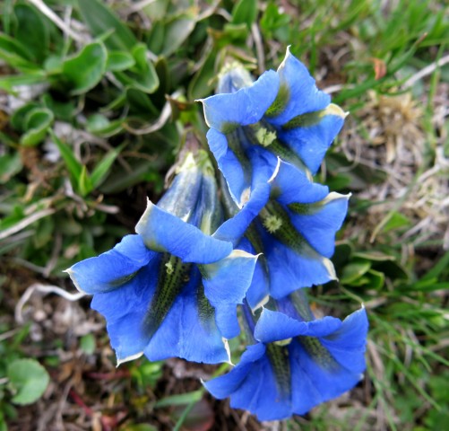 Planina košutna   05.06.2019 - foto