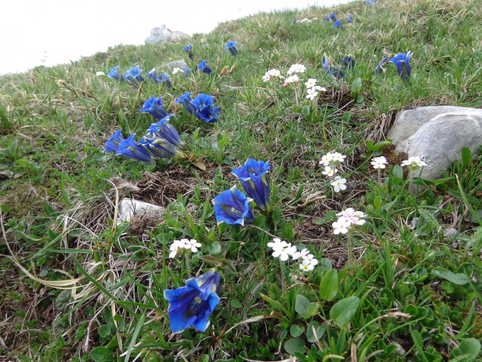 Planina košutna   05.06.2019 - foto povečava