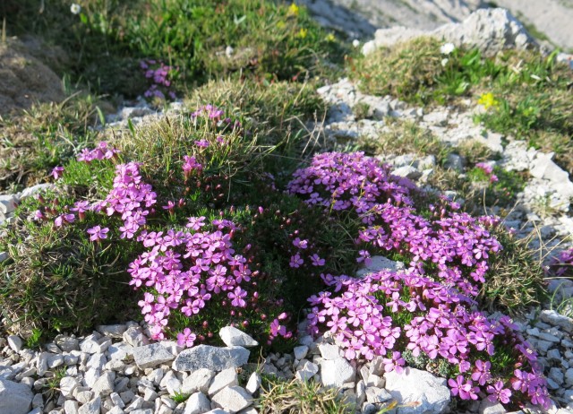 Kalška gora   21.06.2019 - foto