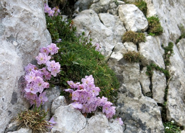 Kalška gora   21.06.2019 - foto