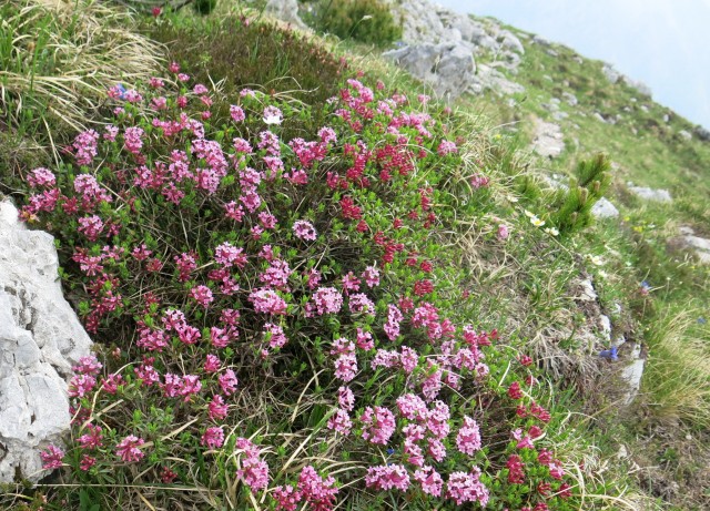 Kalška gora   21.06.2019 - foto