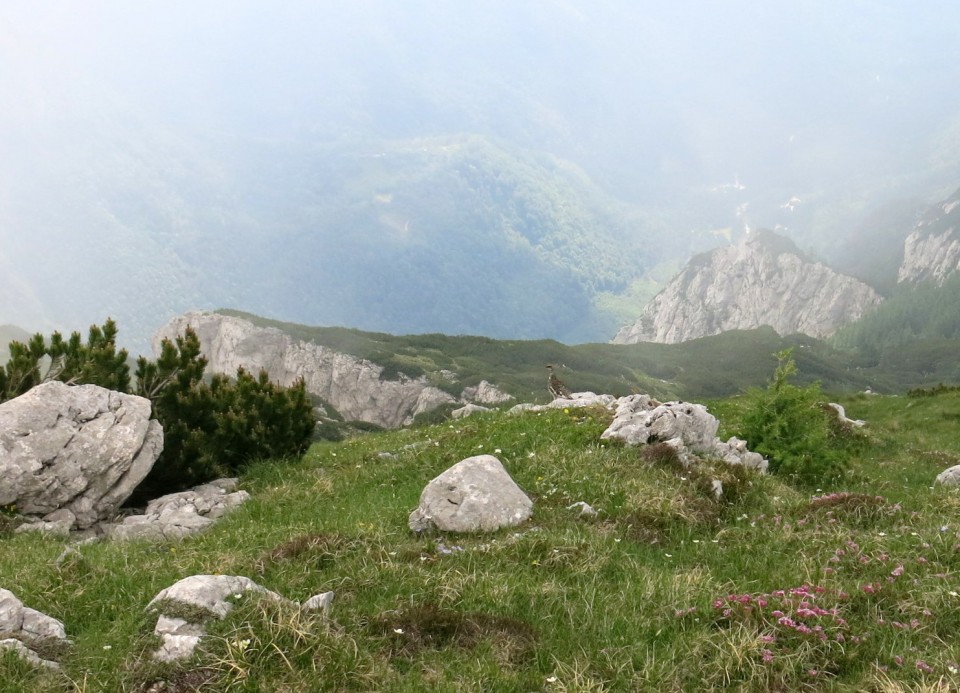 Kalška gora   21.06.2019 - foto povečava