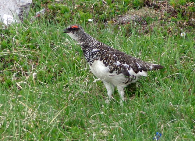 Kalška gora   21.06.2019 - foto