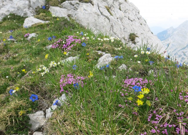 Kalška gora   21.06.2019 - foto