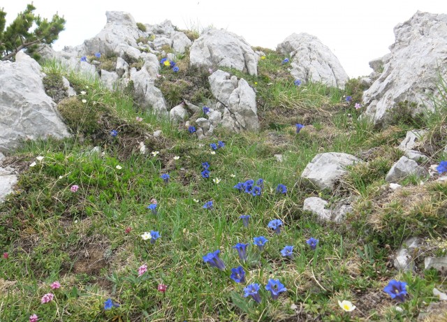 Kalška gora   21.06.2019 - foto