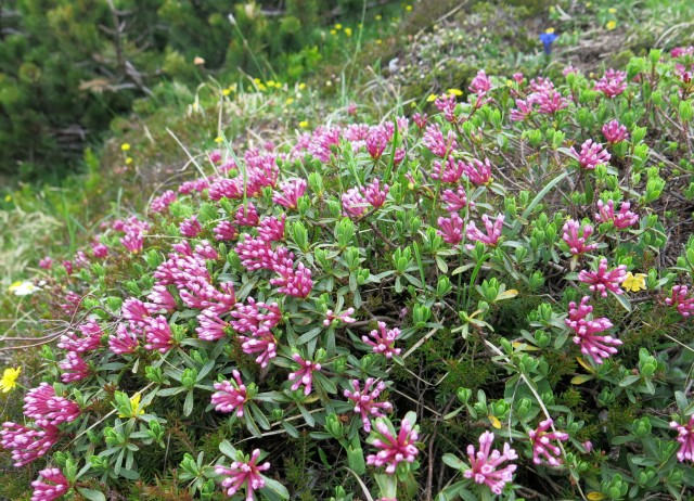 Kalška gora   21.06.2019 - foto