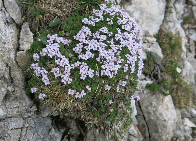 Kalška gora   21.06.2019 - foto