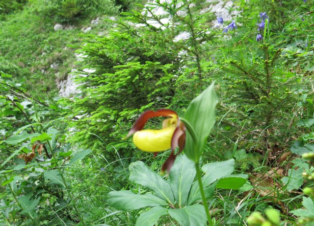 Kalška gora   21.06.2019 - foto