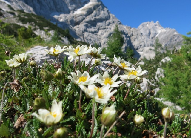 Ledine   26.06.2019 - foto