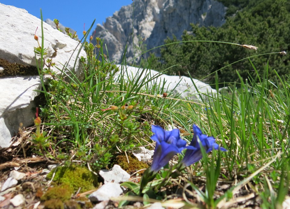 Ledine   26.06.2019 - foto povečava