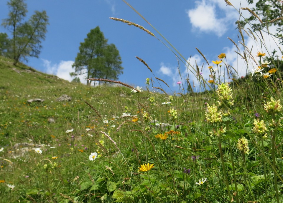 Okrog blejske  19.07.2019 - foto povečava