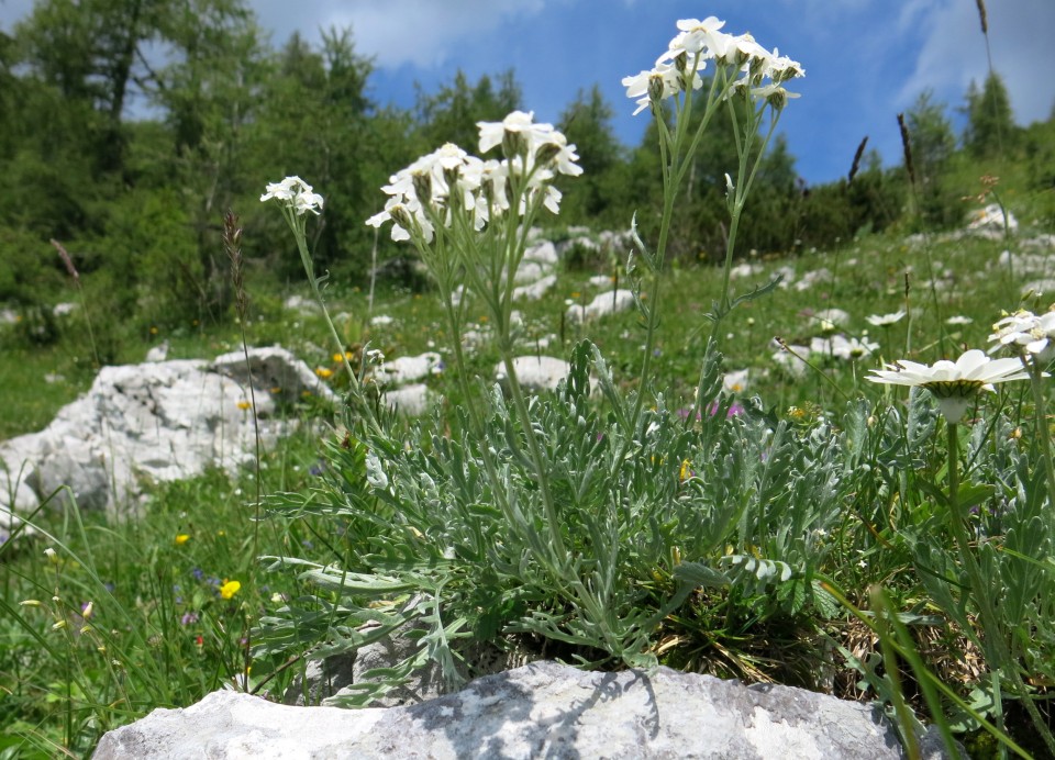 Okrog blejske  19.07.2019 - foto povečava