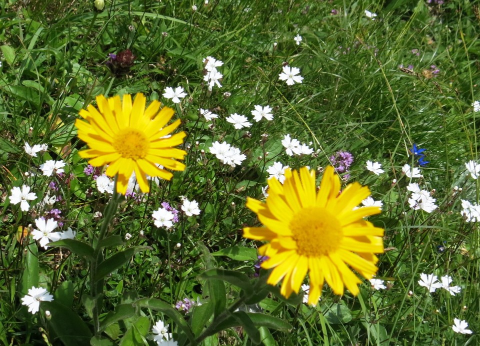 Okrog blejske  19.07.2019 - foto povečava